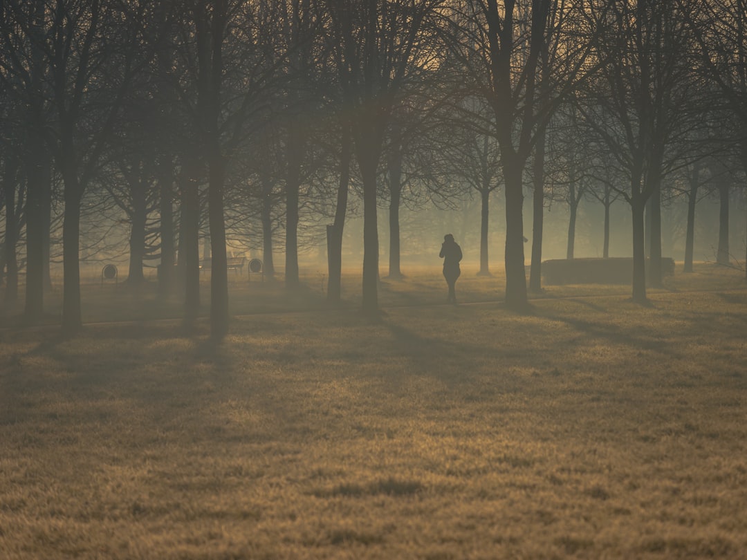 person walking on pathway in between trees during daytime